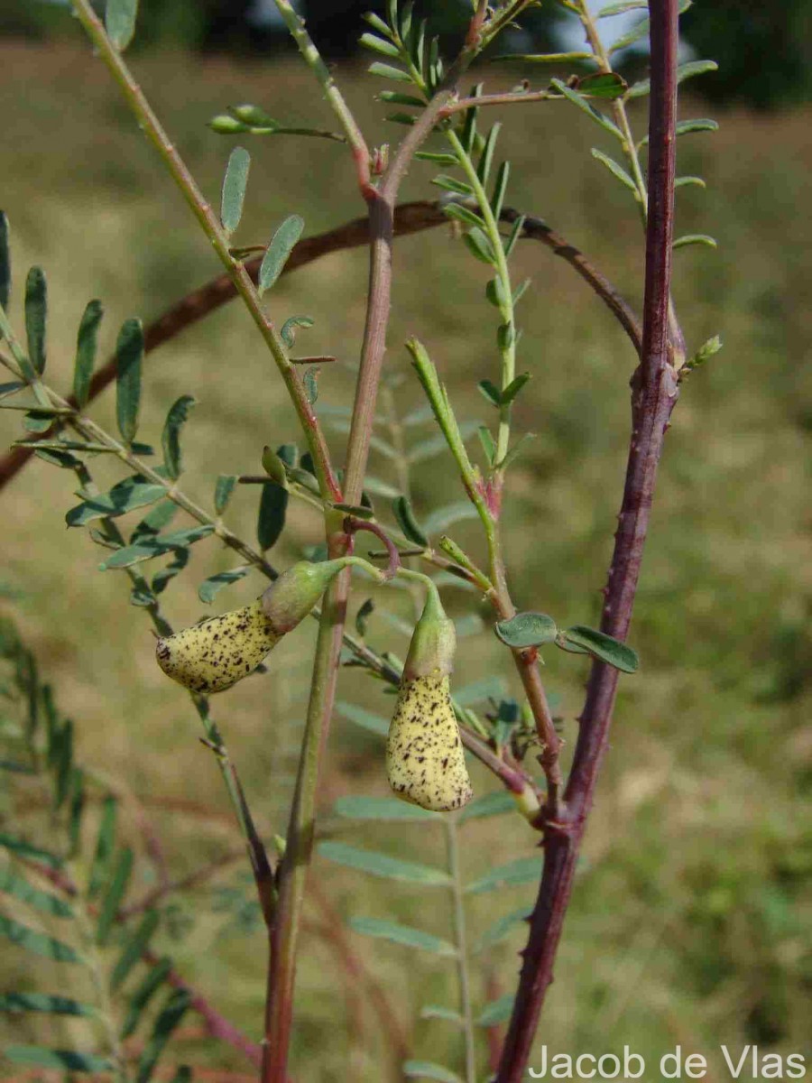 Sesbania bispinosa (Jacq.) W.Wight (Schreb.) Pers.